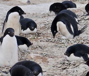 Adélie penguins on nests