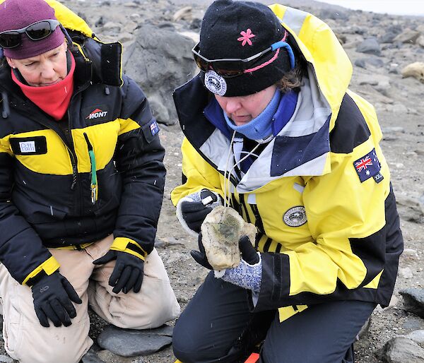 Two scientists looking at quartz rock with algae on the underside