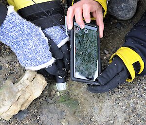 A camera is connected to a smart phone to record images of moss