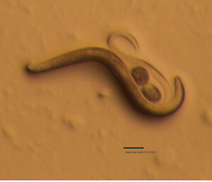 The Antarctic nematode, Plectus murrayi, showing an adult, juvenile and two eggs, cultured at the Australian Antarctic Division.