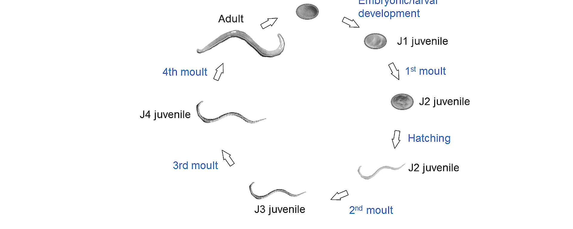 Graphic showing the life cycle of a nematode, with eggs, juveniles and adults.