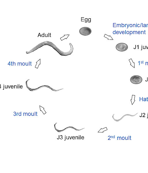 Graphic showing the life cycle of a nematode, with eggs, juveniles and adults.
