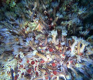 Holothurians (sea cucumbers)