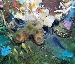 fish with invertebrates on seafloor