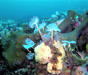 sea floor organisms