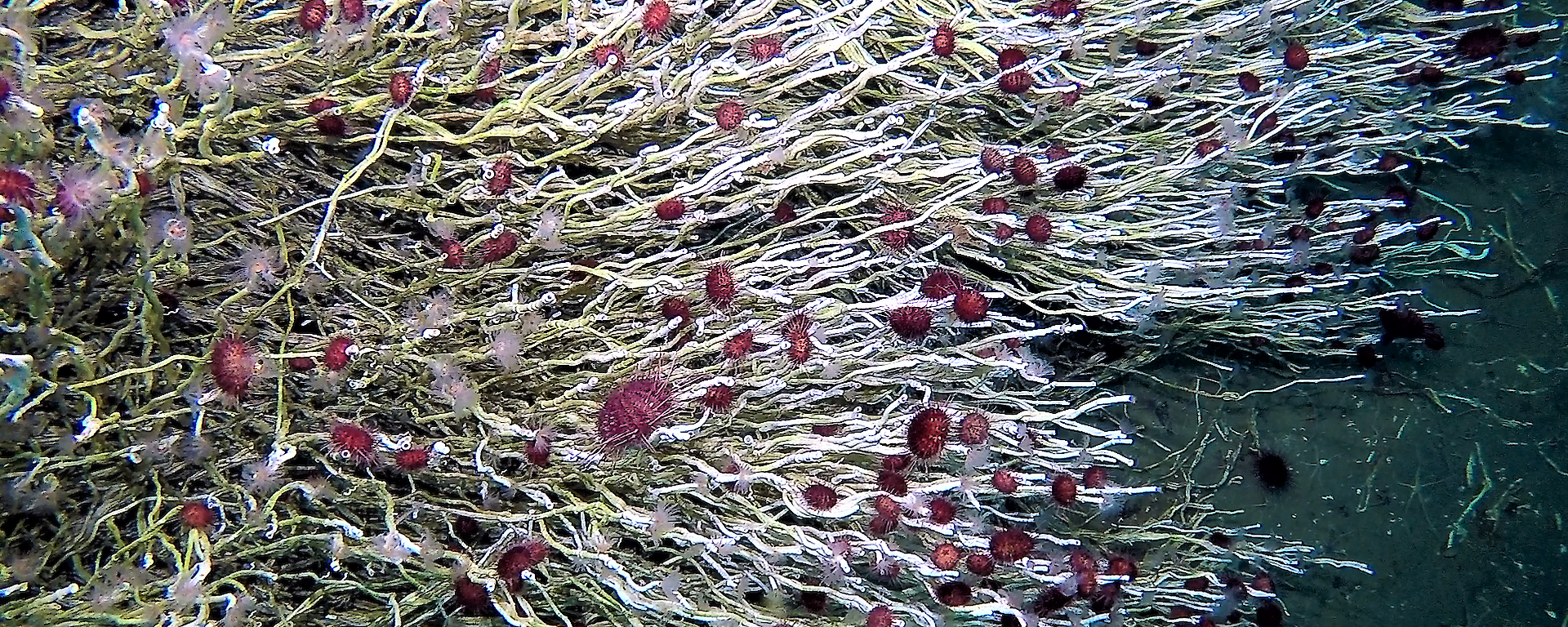 'polychaete reef’ of tubeworms and sea urchins