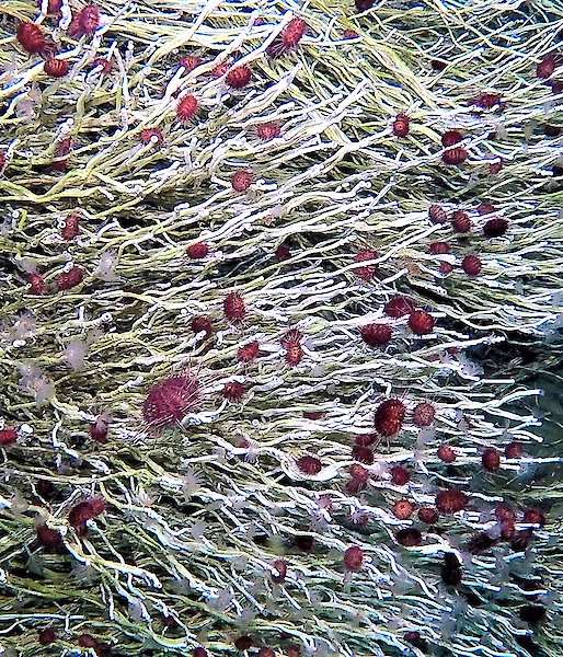 'polychaete reef’ of tubeworms and sea urchins