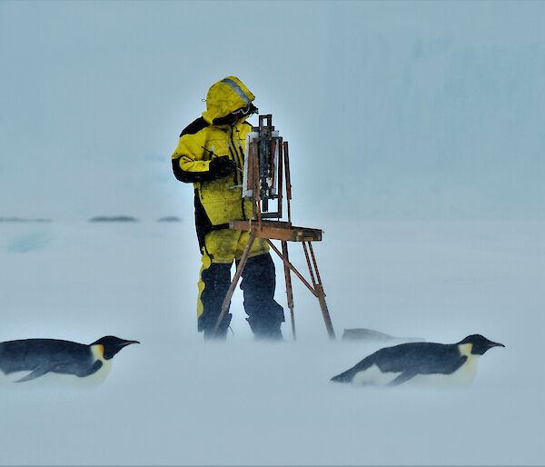 Artist standing at easel with two emperor penguins tobogganing