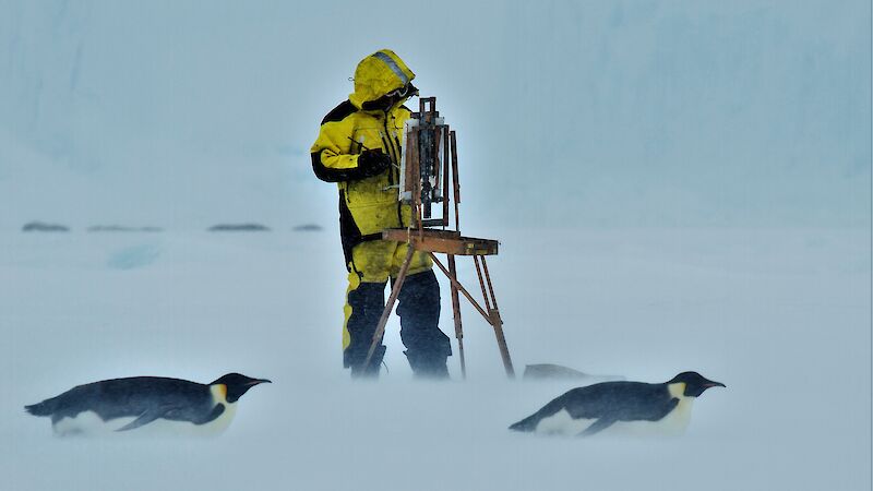 Artist standing at easel with two emperor penguins tobogganing