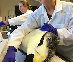 two scientists examine penguin specimen in lab