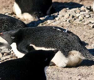 An Adélie penguin resting on its nest.