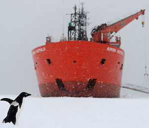 Aurora Australis icebreaker and an Adélie penguin
