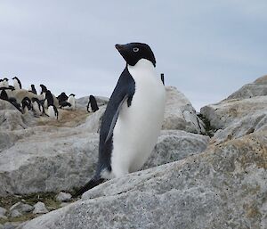 An Adélie penguin at Shirley Island near Casey Station