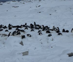 Adélie penguins in the snow