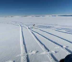 An Adélie penguin walks across the vehicle tracks in the ice