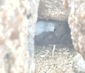 A snow petrel and chick in a rocky crevice on Reeves Hill at Casey station