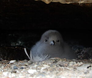Snow petrel chick in rocky crevice near Casey station