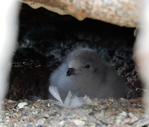 A fluffy snow petrel chick in a rock crevice near Casey station