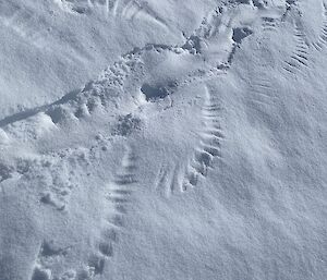 Marks in the snow made by a snow petrel near Casey station