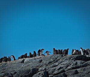 Large fluffy Adélie penguin chicks at Shirley Is near Casey