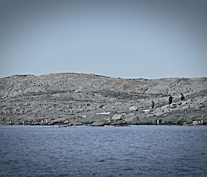 A boat heading in to collect three expeditioners from Shirley Island