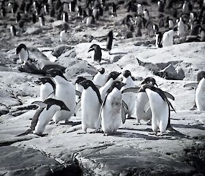 Adélie penguins on flat rocky coast
