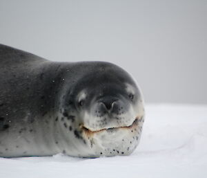 A close up of a leopard seal on the ice.