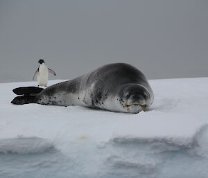 An Adélie penguin behind a leopard seal.