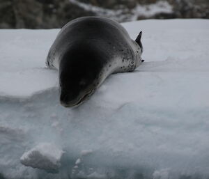 A leopard seal getting ready to enter the water.