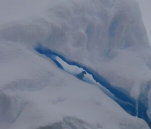 A snow petrel hiding in a ice cave on an iceberg.