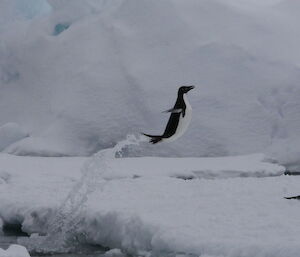 An Adélie penguin propelling itself out of the water onto the ice.