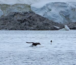 Southern giant petrel and Wilson’s storm petrel in Newcomb Bay