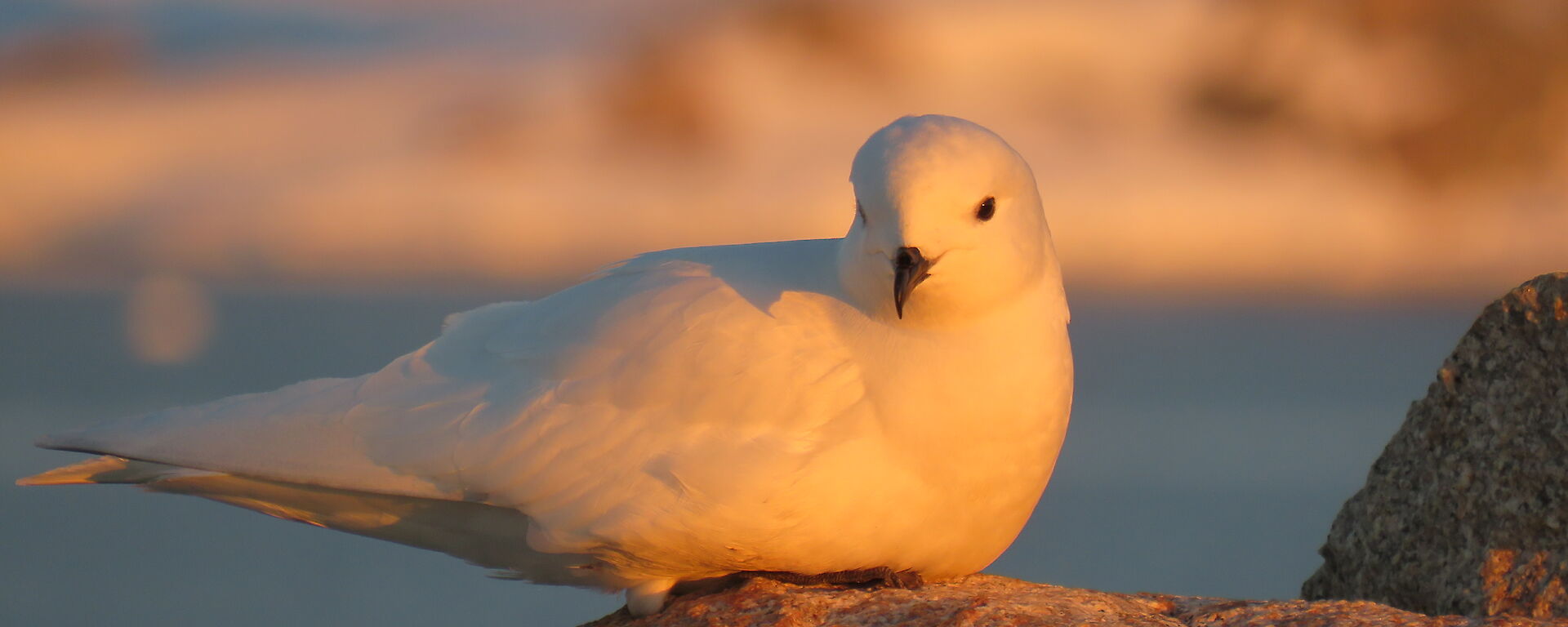 A snow petrel on Reeves Hill