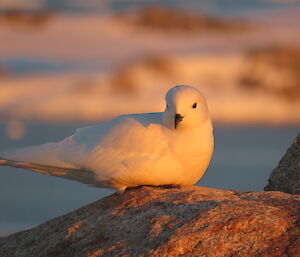 A snow petrel on Reeves Hill