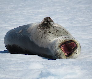 Leopard seal on Shirley Island