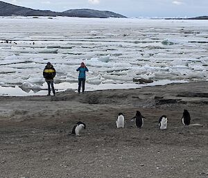 Two women photograph a group of penguins
