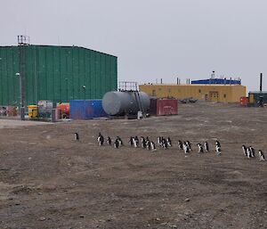 A large group of Adélie penguins waddles through station