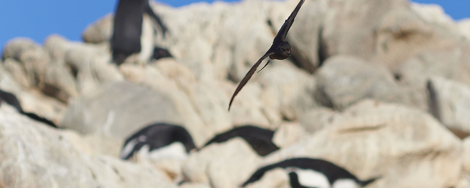 A black Wilson’s Storm Petrel bird swoops through the frame