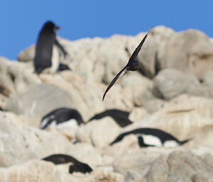 A black Wilson’s Storm Petrel bird swoops through the frame