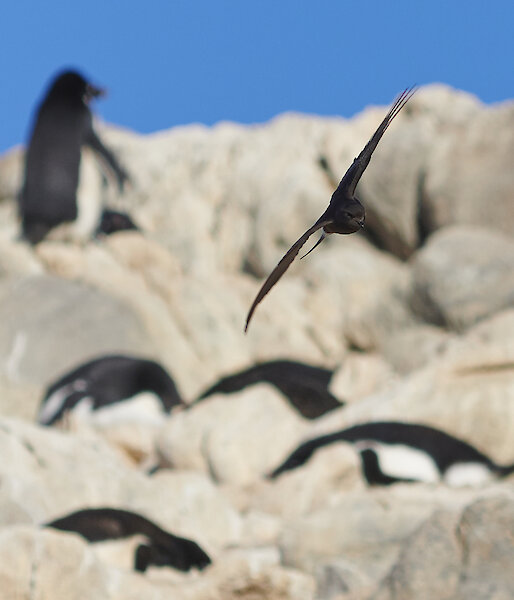 A black Wilson’s Storm Petrel bird swoops through the frame