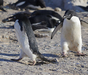 An Adélie penguin with a rock in its mouth walks away from another Adélie