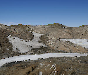 Adélie penguins colony on brown slopes