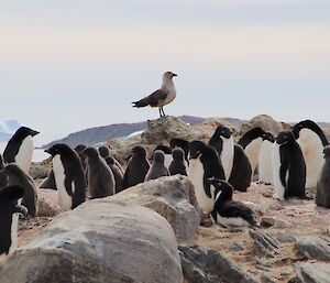 A hungry looking skua sits on a rock and looks at a group of Adélie penguins