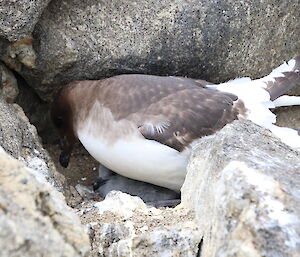 A Cape petrel and chick in its rocky nest