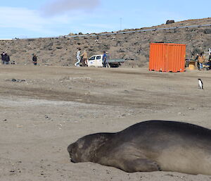 An elephant seal and an Adélie penguin lounging on the beach