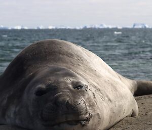 An elephant seal looking into the camera from its sandy rest spot on the beach