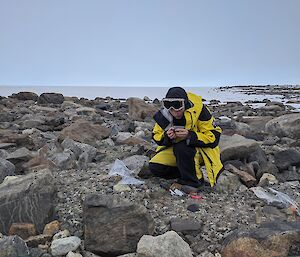 Steph examining a rock on a moraine line, with the ice plateau immediately behind her.