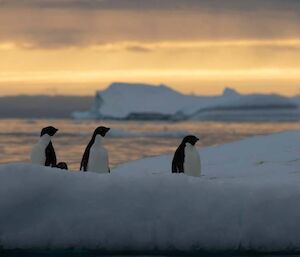 penguins on ice floe at sunset