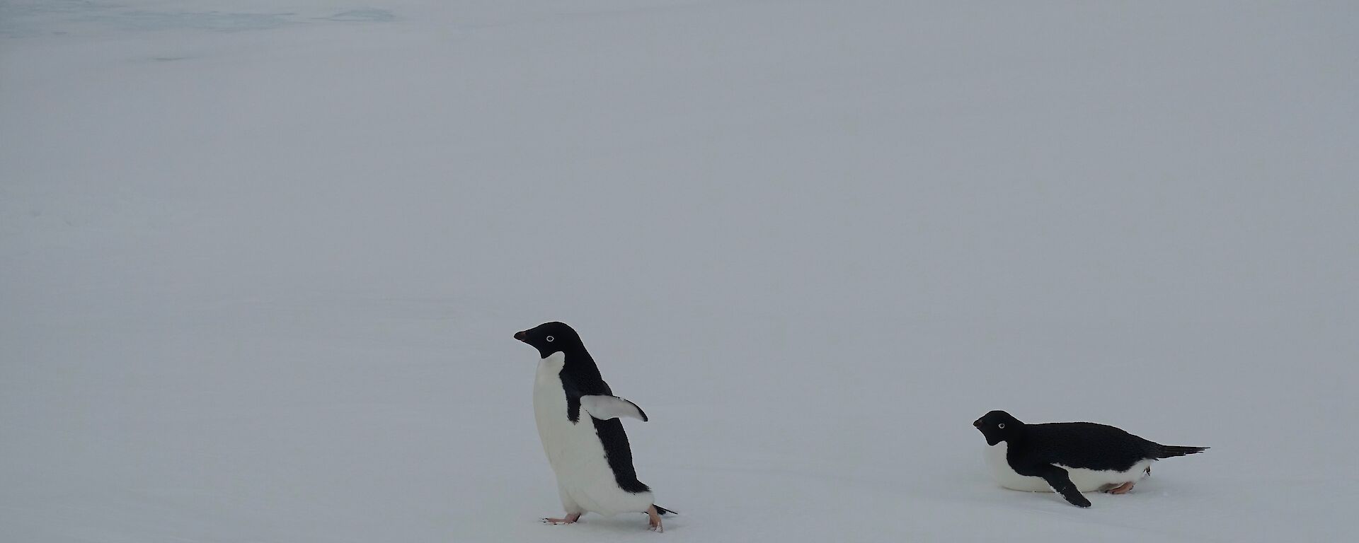 Against a grey ice background, one Adélie penguin walks across the frame while another belly-slides across behind it