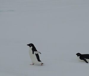 Against a grey ice background, one Adélie penguin walks across the frame while another belly-slides across behind it
